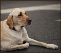08lunar_dog9004w