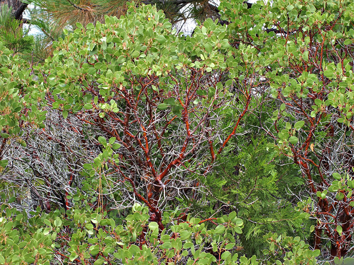 009-arctostaphylos_patula6235-700
