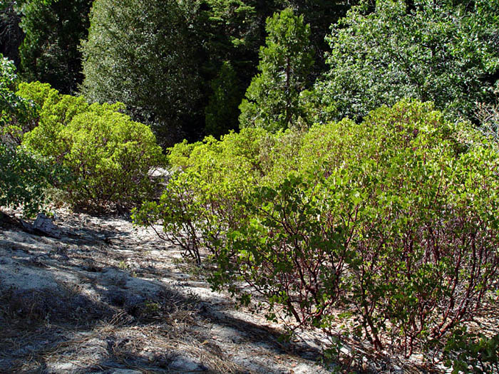 009-arctostaphylos_patula6235-700