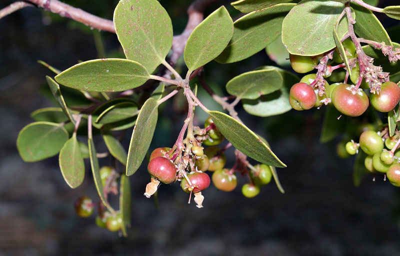 009-arctostaphylos_patula6235-700