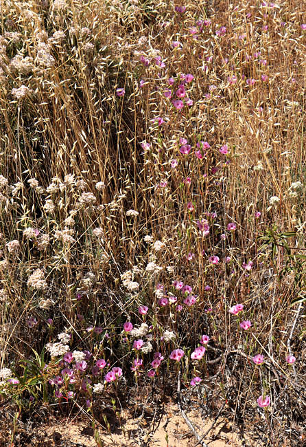 026-Clarkia_purpurea_ssp._ viminea30091-650