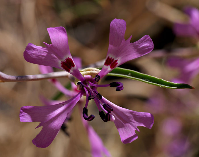 029-clarkia_xantiana145-700