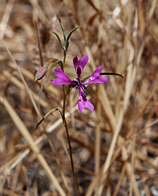 029-clarkia_xantiana145-700