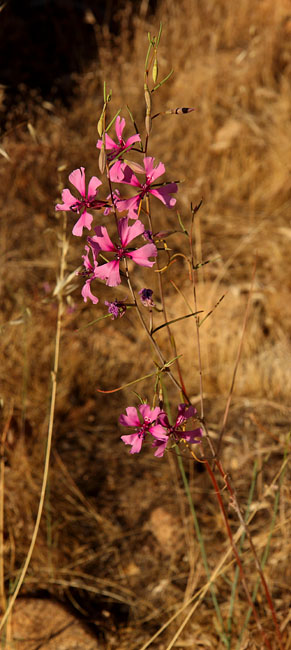 029-clarkia_xantiana145-700