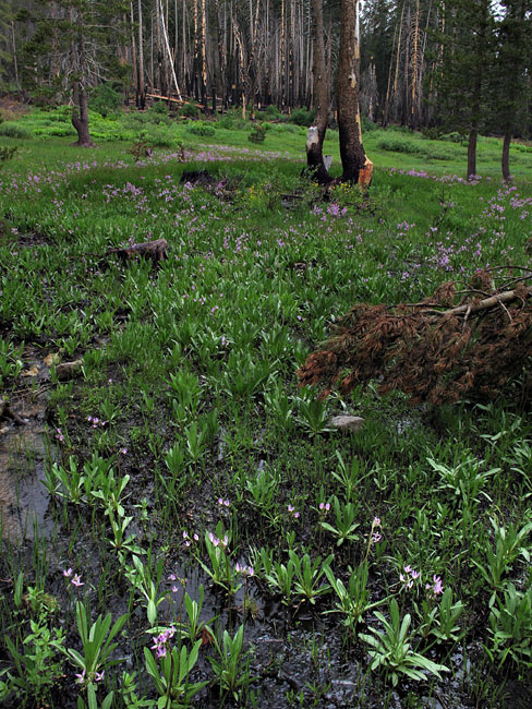 039-dodecatheon_jeffreyi739-650