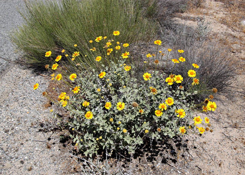 040-encelia_actoni240834-650