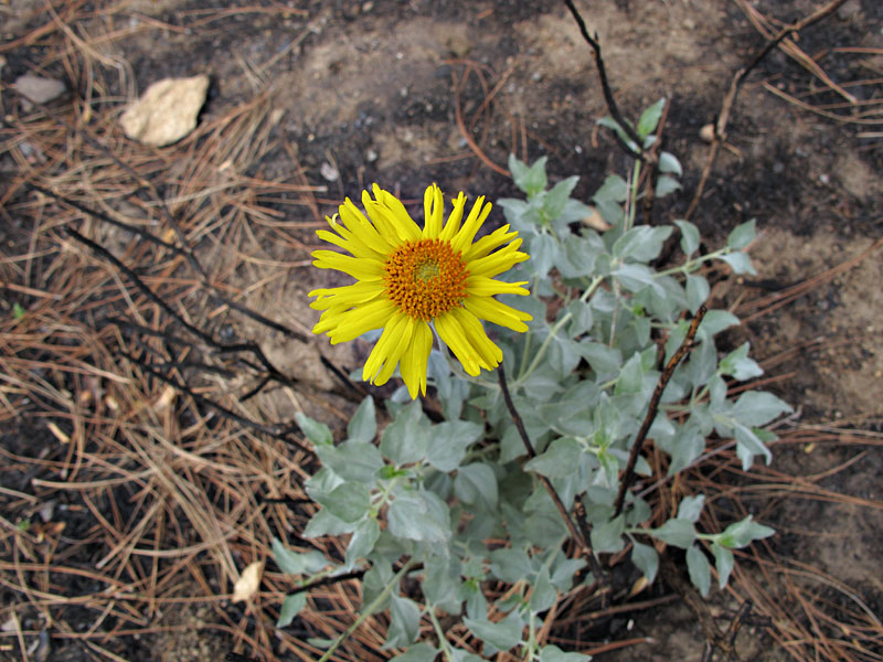 040-encelia_actoni240834-650