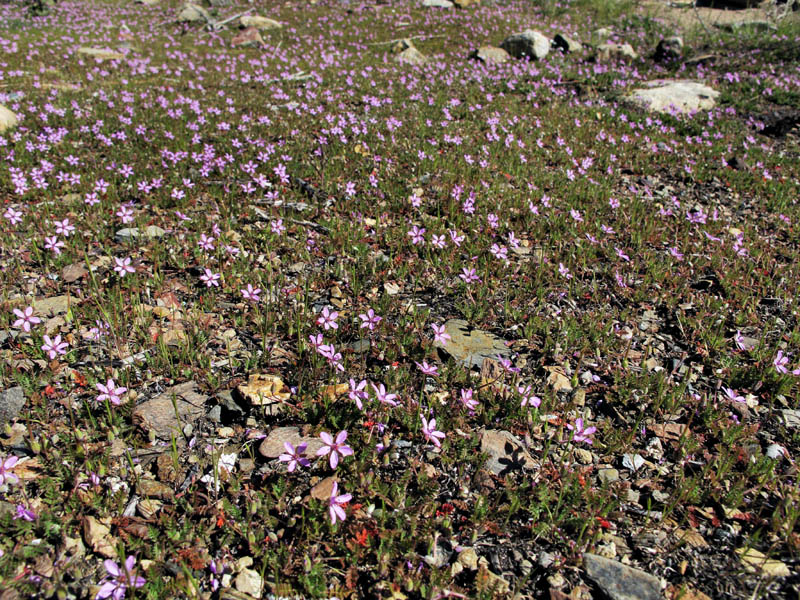 047-erodium_cicutarium2745-650
