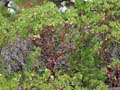 009-arctostaphylos_patula6235-700