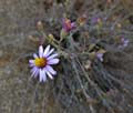 015-aster_ascendens5432-650