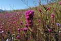024-castilleja_exserta4095-700