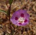 026-Clarkia_purpurea_ssp._viminea30091-650