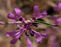 029-clarkia_xantiana145-700