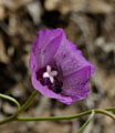 030-claytonia_perfoliata2967-700