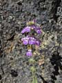 033-collinsia_heterophylla1801-650