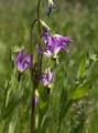 039-dodecatheon_jeffreyi739-650