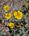 040-encelia_actoni240834-650