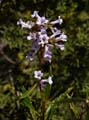 046-eriodictyon_californicum230380-650