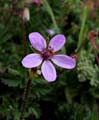 047-erodium_cicutarium2745-650