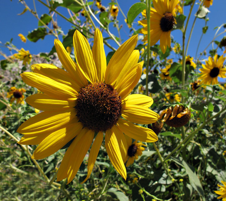 051-helianthus_annus3465-650