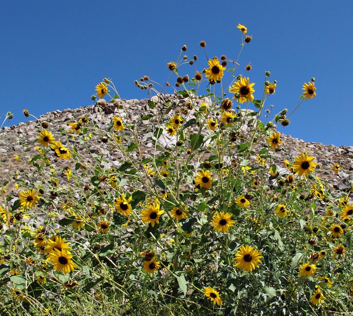 051-helianthus_annus3465-650