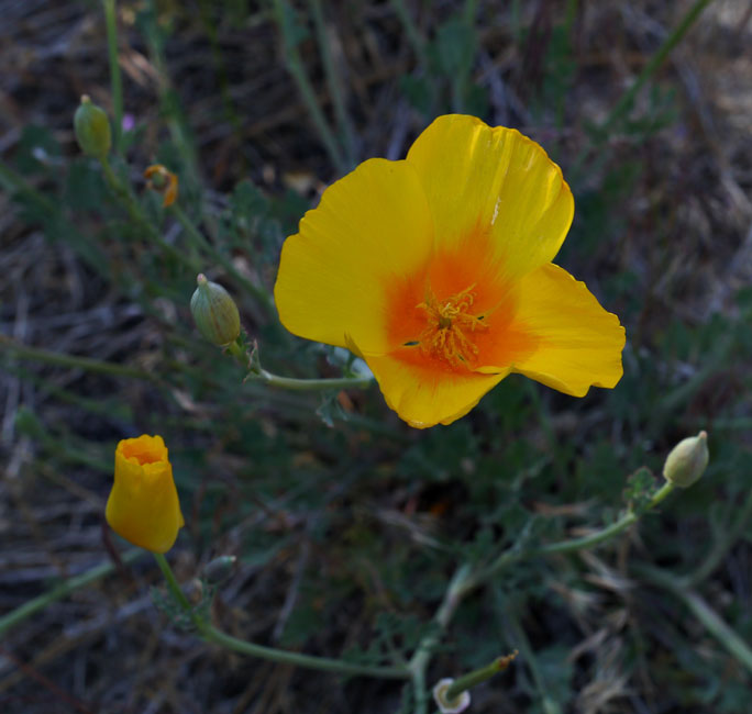 053-eschscholzia_californica240509-650
