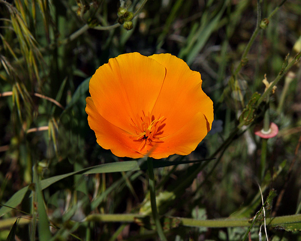 053-eschscholzia_californica240509-650