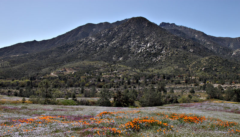 053-eschscholzia_californica240509-650