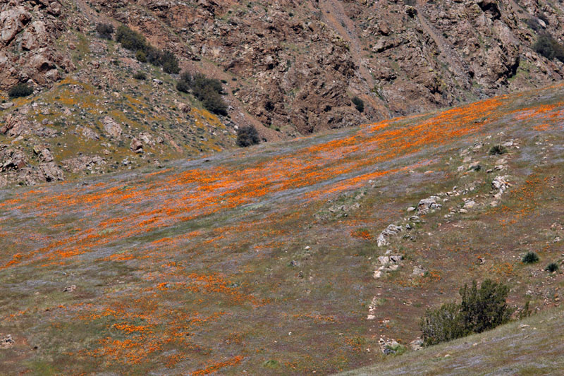 053-eschscholzia_californica240509-650