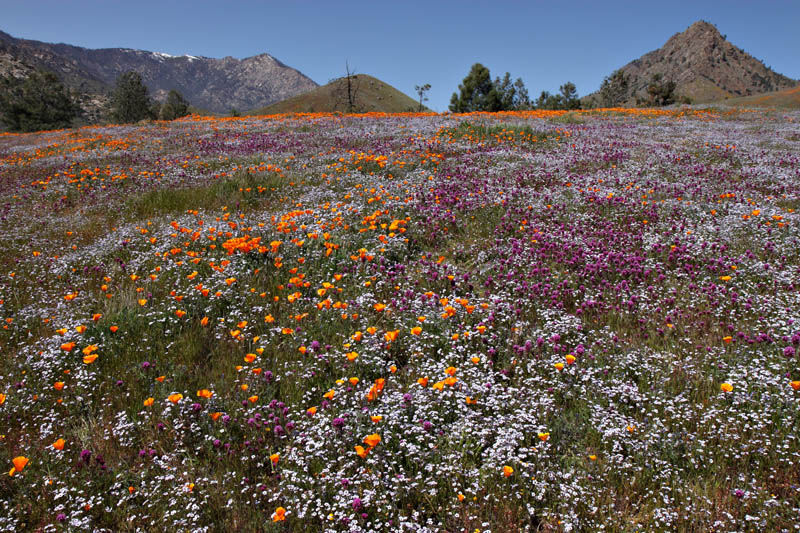 053-eschscholzia_californica240509-650