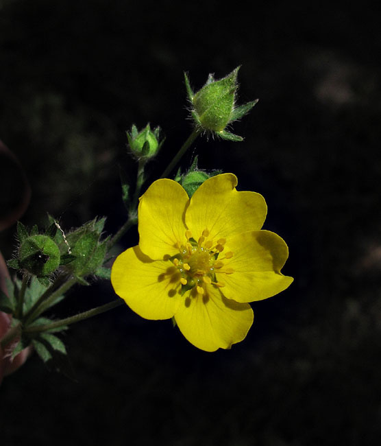 054-potentilla_flabellifolia2523-650
