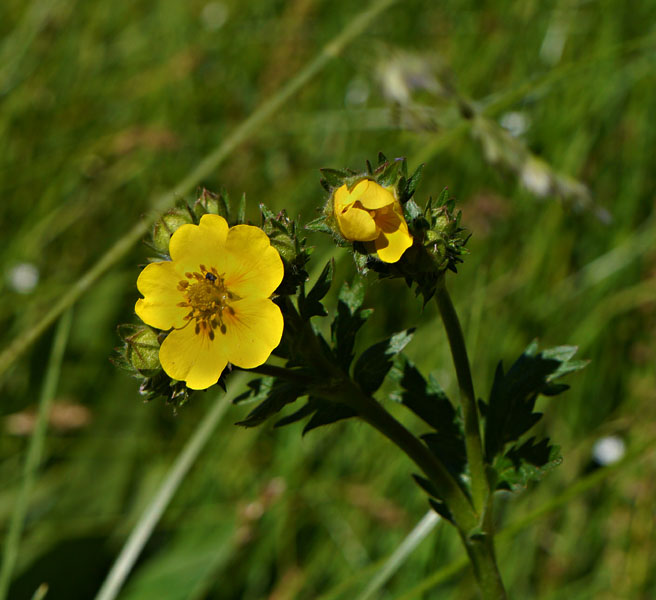 054-potentilla_flabellifolia2523-650