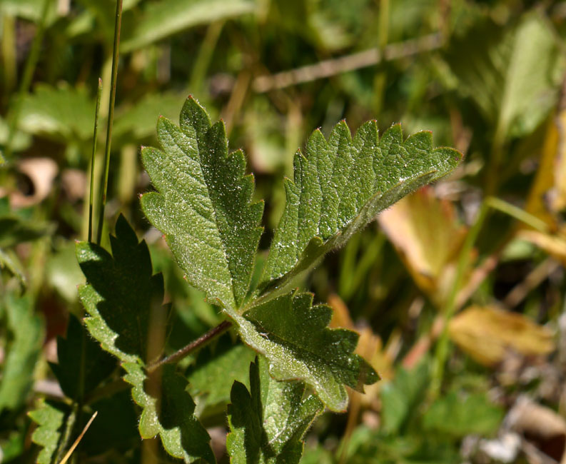054-potentilla_flabellifolia2523-650