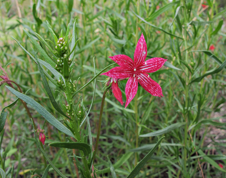 055-ipomopsis_aggregata2754