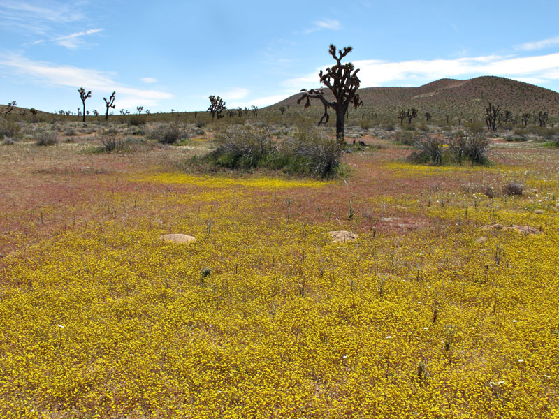 056-lasthenia_californica2827-650