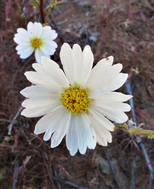 057-layia_glandulosa4041-650