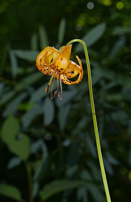 058-lilium_kelleyanum260173-650
