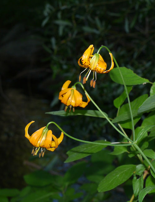 058-lilium_kelleyanum260173-650