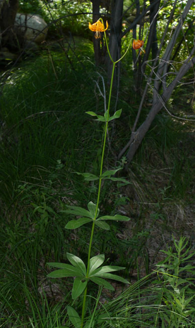 058-lilium_kelleyanum260173-650