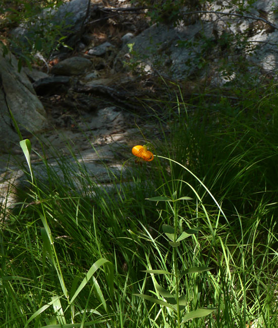 058-lilium_kelleyanum260173-650