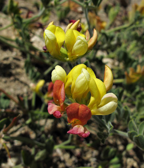 060-lotus_heermannii1958mtn99-650