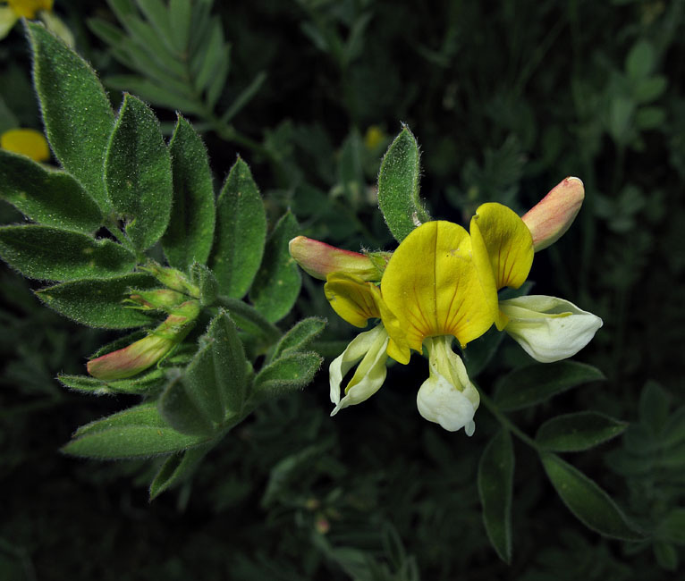 061-lotus_oblongifolius1719-650