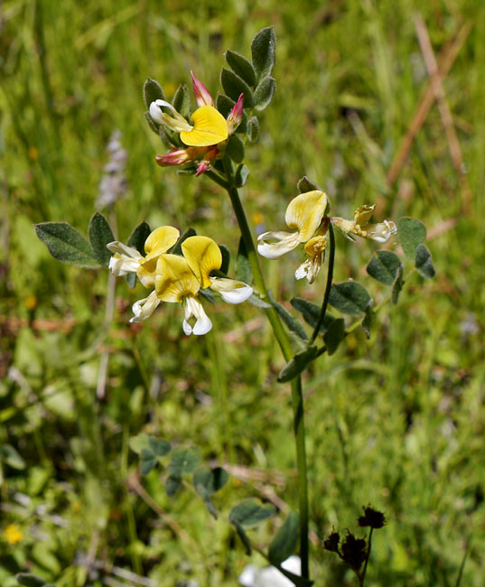 061-lotus_oblongifolius1719-650