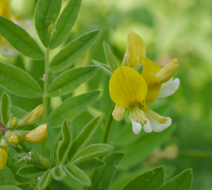 061-lotus_oblongifolius1719-650