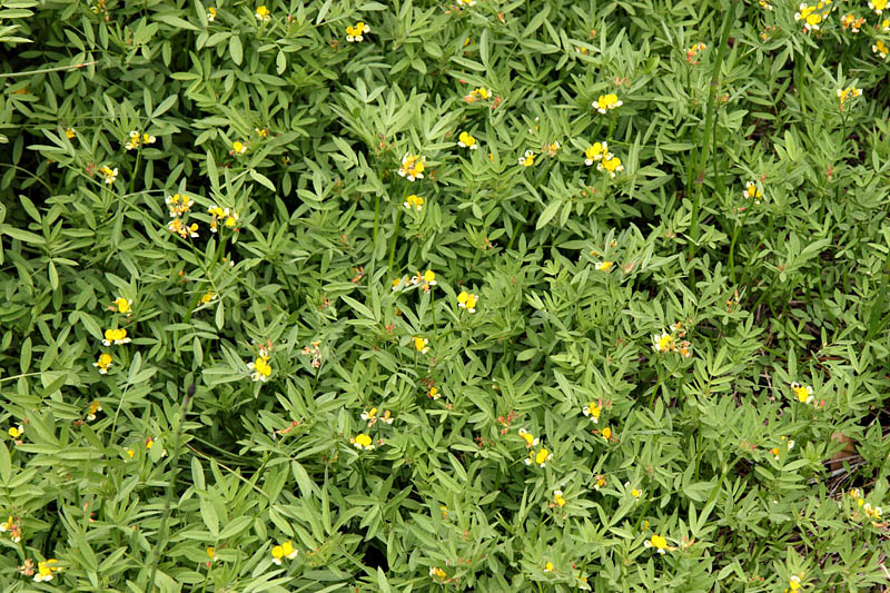 061-lotus_oblongifolius1719-650