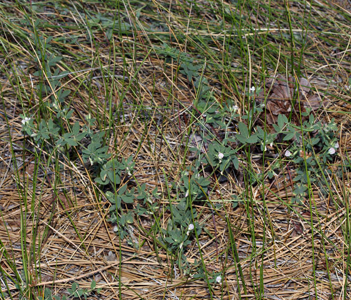062-lotus_purshianus7286-650