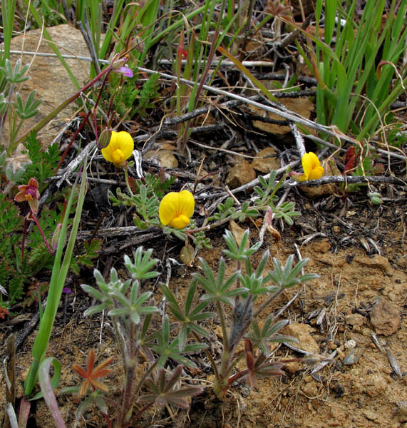 063-lotusstrigosus2604
