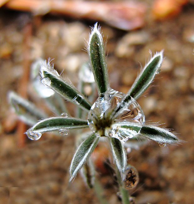 064-lupinus_6763b-650