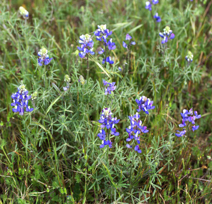 064-lupinus_6763b-650