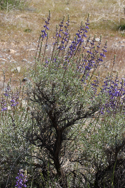 065-lupinus_albifrons6406-650
